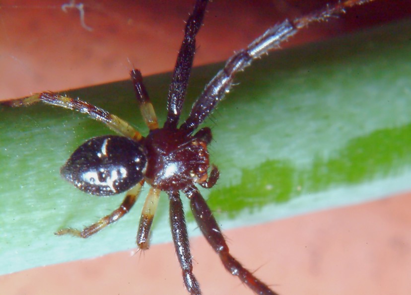 Bombo (sano!) e ragno (Maschio di Sinema globosum)